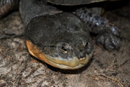Colombia’s Dahl’s Toad-headed Turtle Threatened by Fragmented Habitat and Shrinking Populations